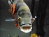 Tiger Oscar Smile