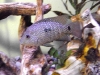 Texas Cichlid