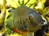 Large Green Severum