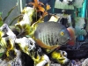 Large Green Severum