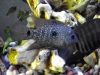 Convict and Texas Cichlid
