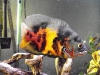 Large Tiger Oscar side-view