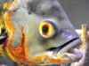 Tiger Oscar Fish Head