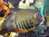Green Severum