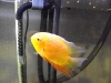 Gold Severum