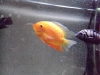 Gold Severum