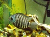 Green Severum