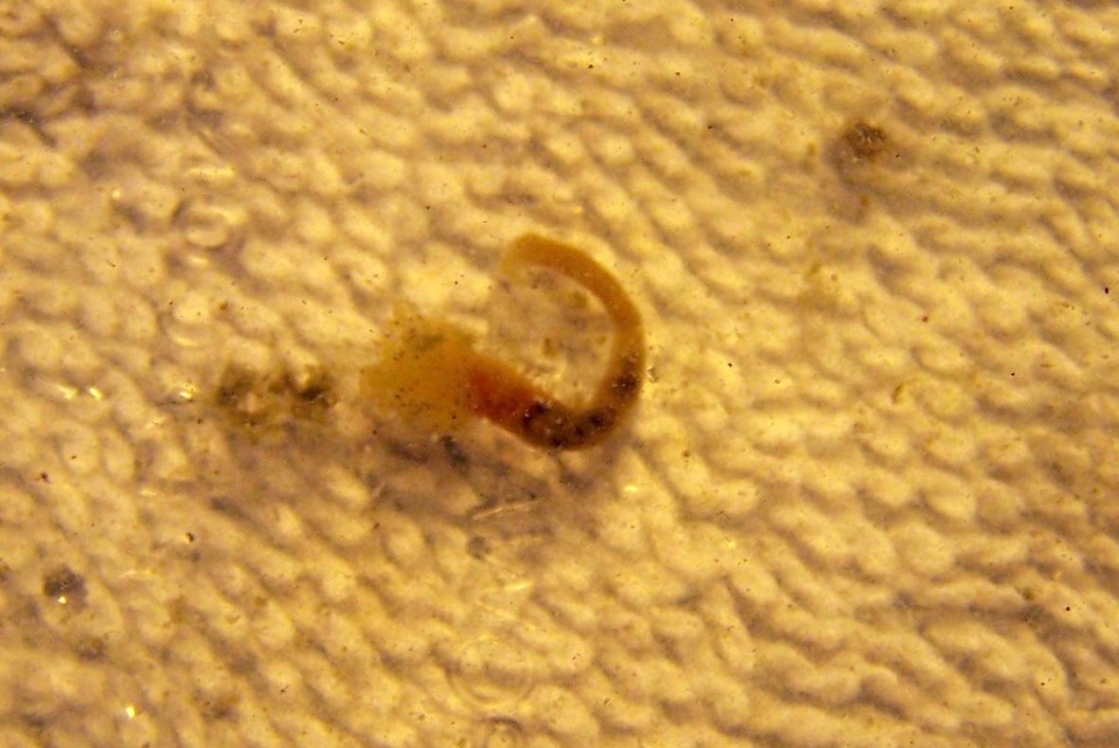 How to Identify Worms in Your Reef Aquarium eXtreme Aquatics