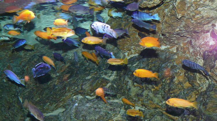 Lake Malawi Cichlids