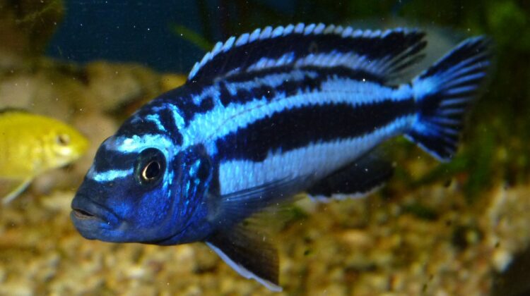 Lake Malawi Cichlid - Electric Blue