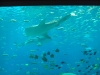 Whale Shark