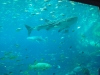 Whale Shark - Georgia Aquarium