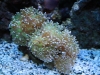 Frogspawn Coral