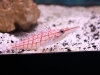 Longed Nose Hawkfish