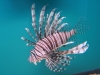 Lionfish