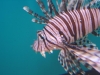 Lionfish