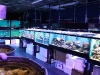 Coral Display Tanks