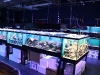 Coral Display Tanks