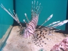 Lionfish