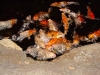 Koi Pond