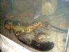 Huge Lobster
