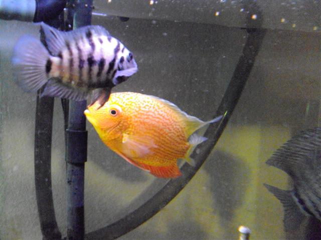 140 Gallon Cichlid Tank Fall 2009 eXtreme Aquatics