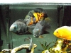 The Large Cichlids