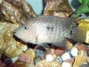 Male Texas Cichlid