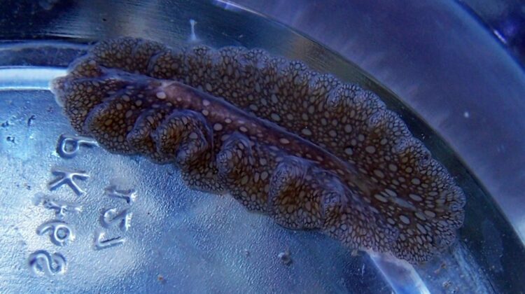 How to Identify Worms in Your Reef Aquarium