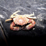 Xanthid crab