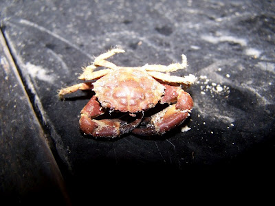 Xanthid crab