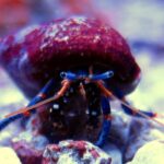 Hermit Crab