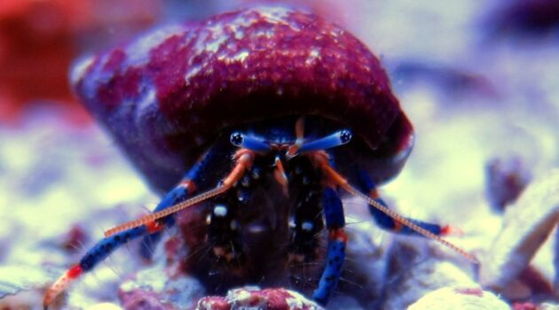 Hermit Crab