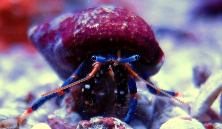 Hermit Crab