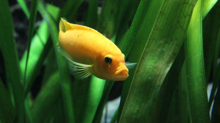 African Lake Malawi Cichlid